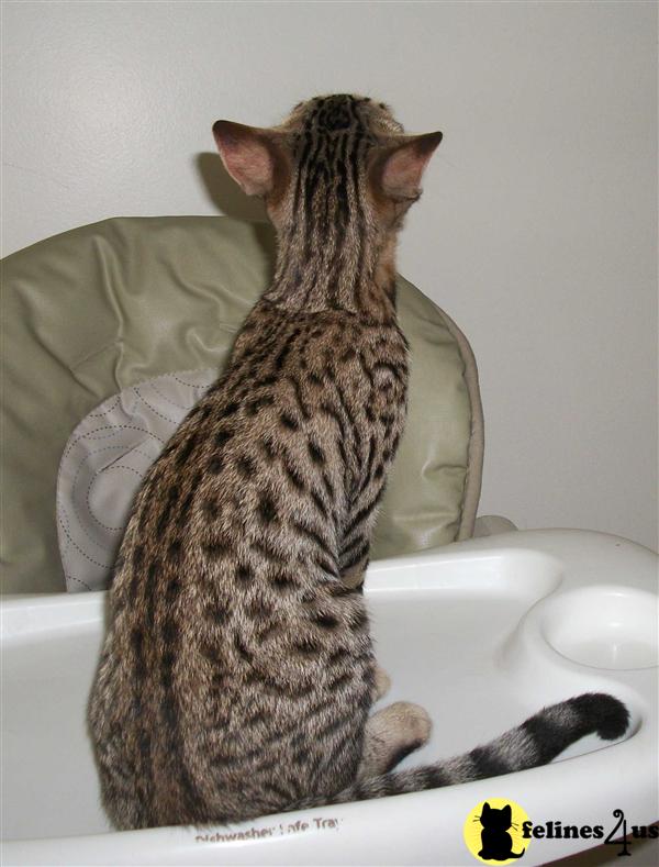 Savannah Kittens