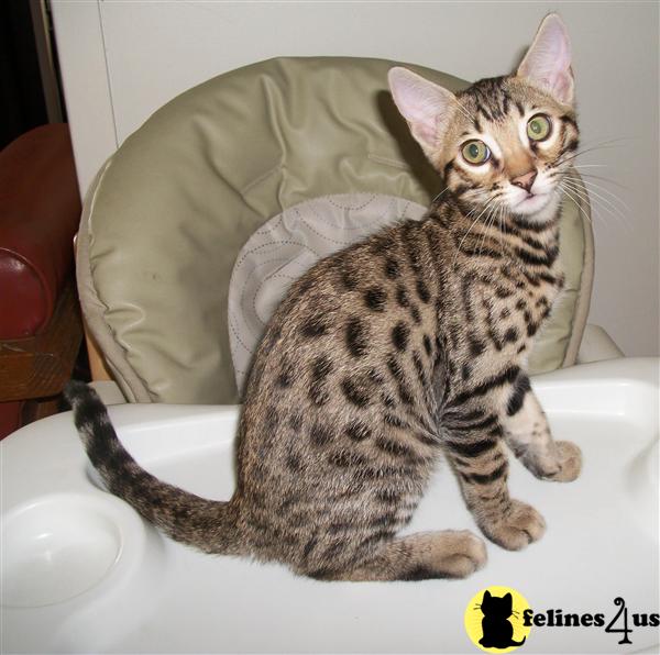 Savannah Kittens