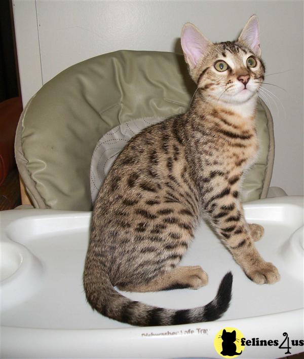 Savannah Kittens