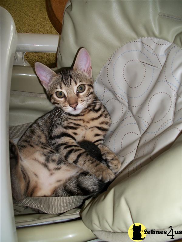 Savannah Kittens