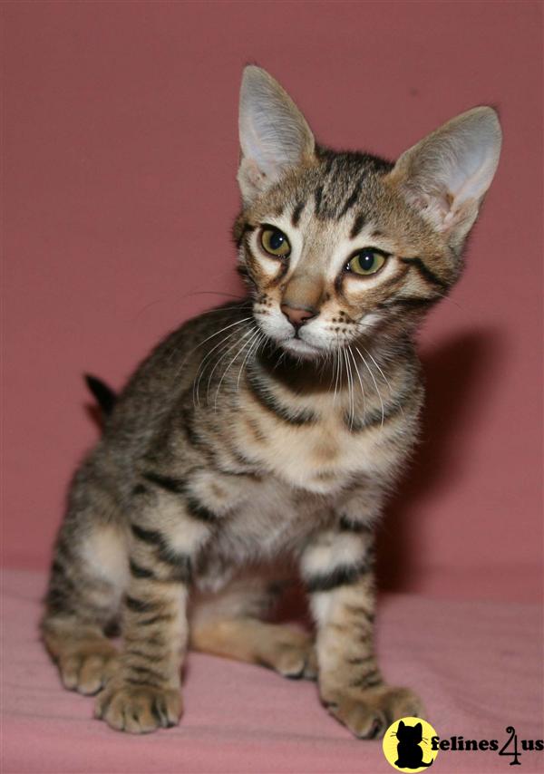 Kittens for Sale in New York