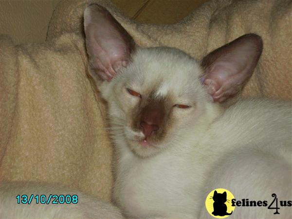 Siamese Kittens