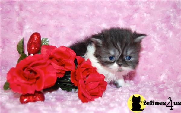 Kittens for Sale in Georgia