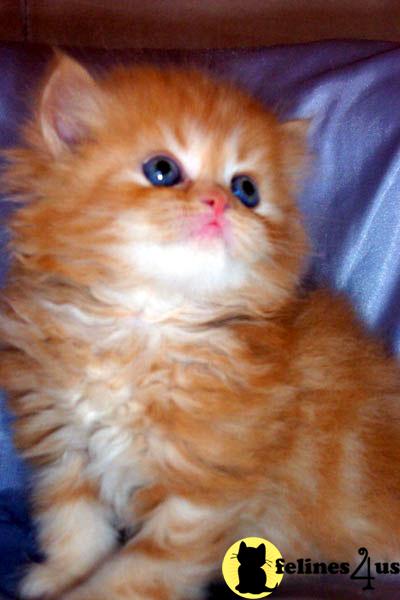 Kittens for Sale in New York