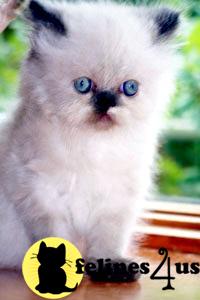 Persian Himalayan Chinchilla Kittens for Sale.