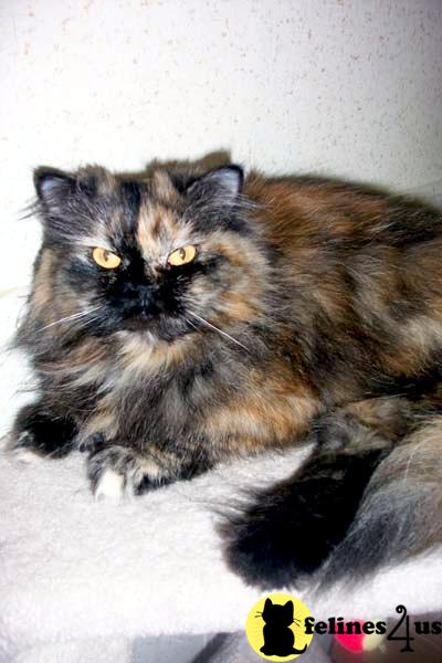 CATS FOR ADOPTION  SALE