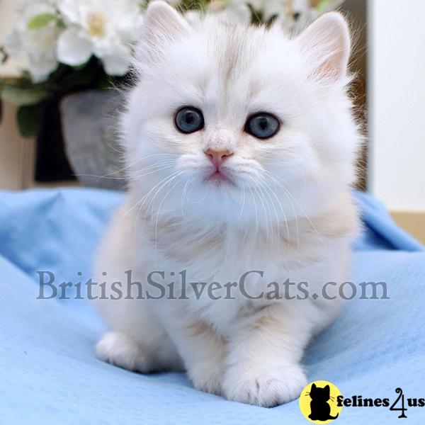 British Shorthair Kittens
