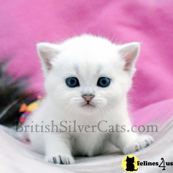Kittens for Sale