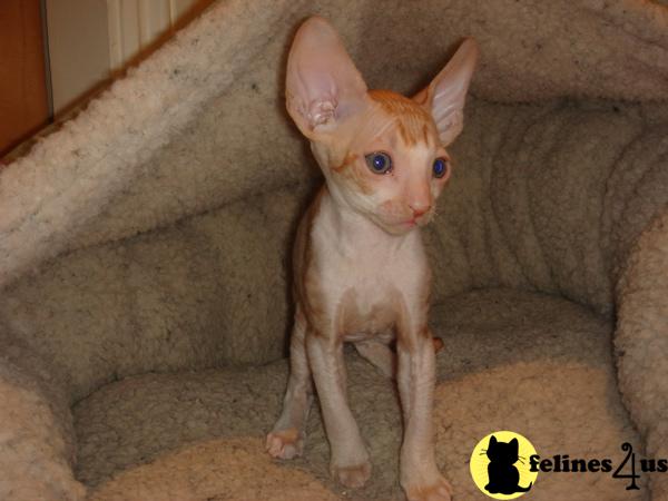 Cornish Rex Kittens