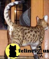 Proven Male Bengal Exchange for future male kitten