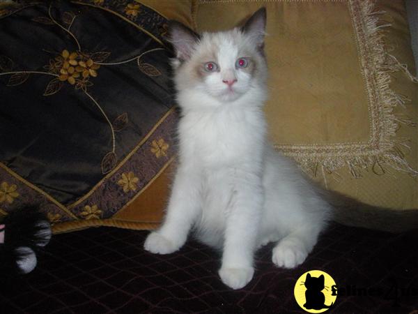 Ragdoll Kittens