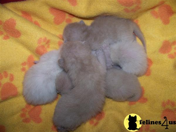 Tonkinese Kittens