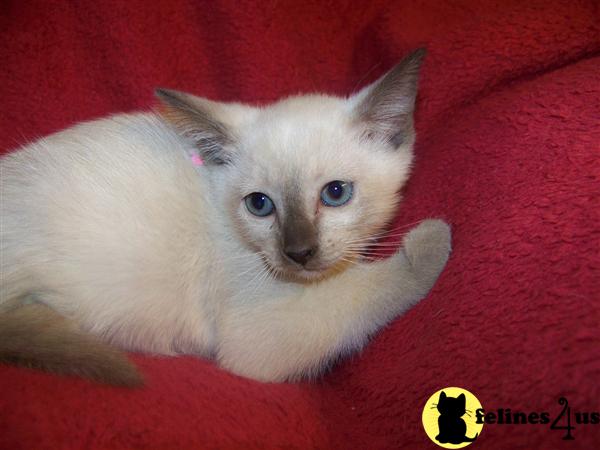 Tonkinese Kittens