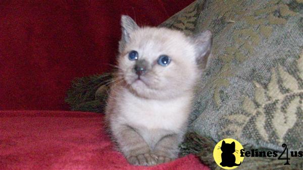 Kittens for Sale in Pennsylvania