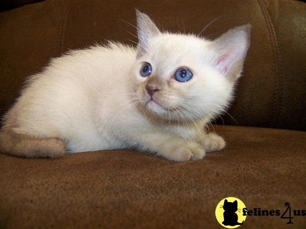 Sale · Tonkinese Kittens