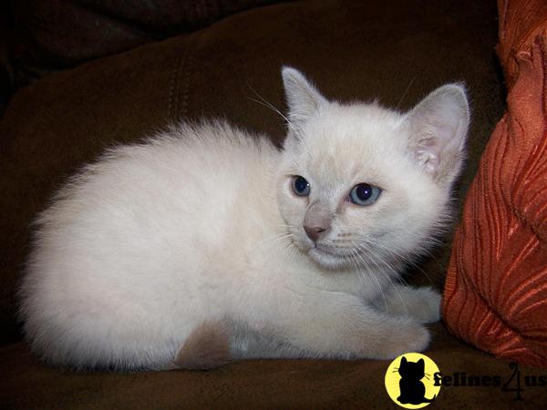 Tonkinese Kittens