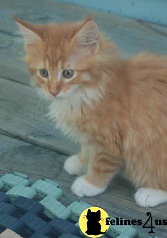Kittens for Sale in Ohio