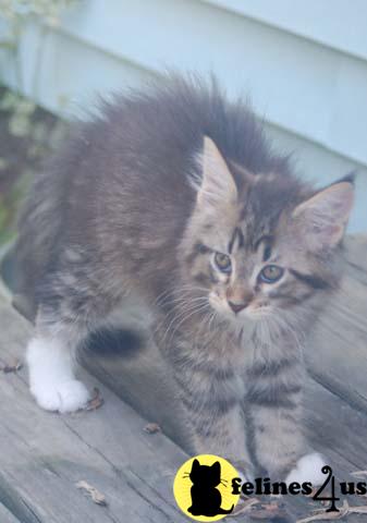 Kittens for Sale in Ohio