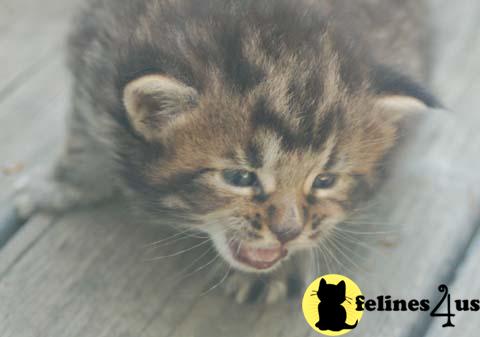 Kittens for Sale in Ohio