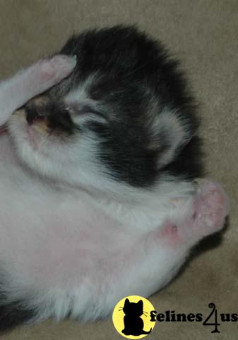 Kittens for Sale in Ohio
