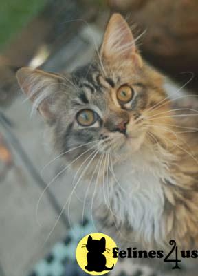 Kittens for Sale in Ohio