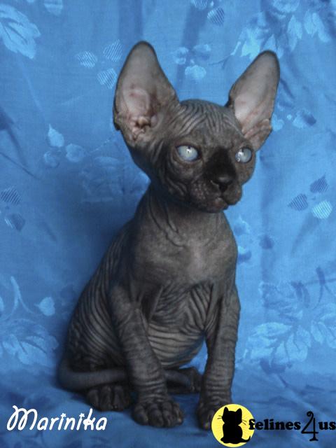 Sphynx Kittens