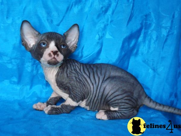 Sphynx Kittens