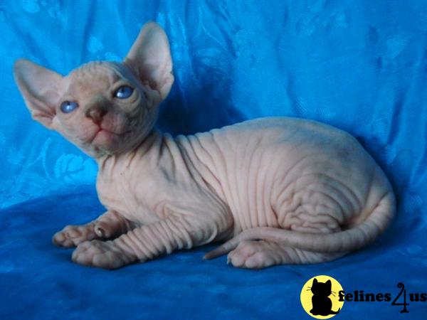 Sphynx Kittens