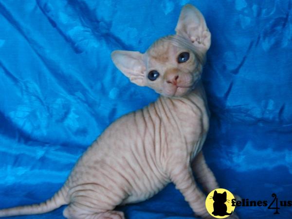 Sphynx Kittens