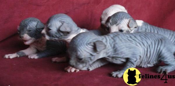 Sphynx Kittens