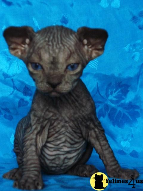 Sphynx Kittens