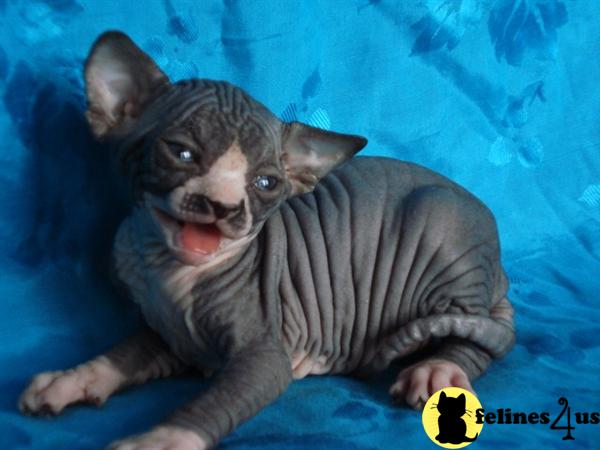 Sphynx Kittens