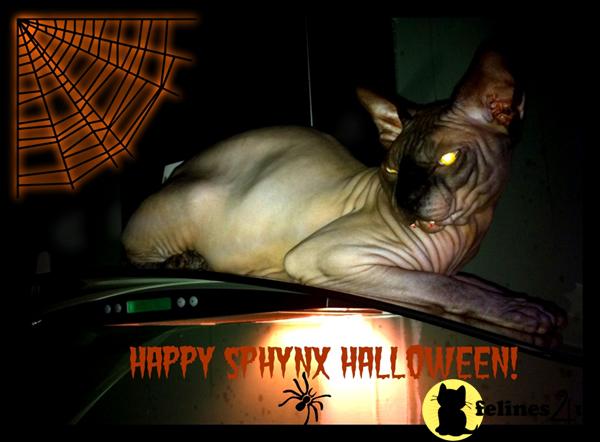 Sphynx Kittens