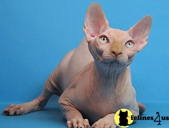 hypoallergenic cat breeds. Hypoallergenic Cats