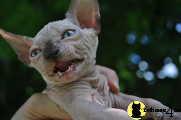 Sphynx Kittens