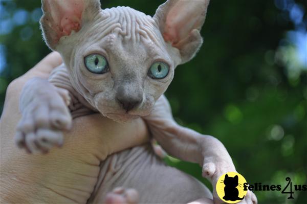 Sphynx Kittens