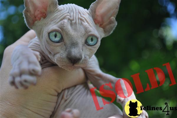 Purebreed Canadian Sphynx Kittens in NY 