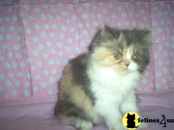 Kittens for Sale in Pennsylvania