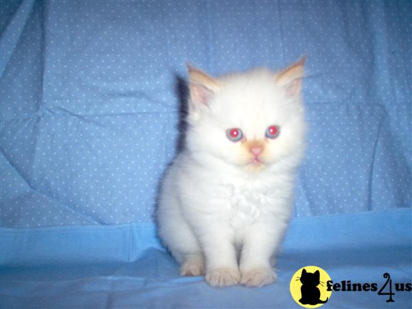 Himalayan Kittens