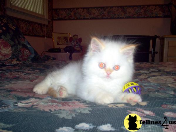 Himalayan Kittens