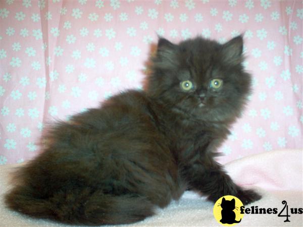 Kittens for Sale in Pennsylvania