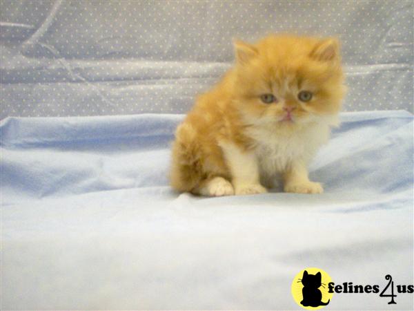 Kittens for Sale