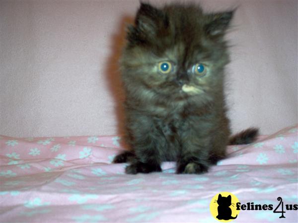 Kittens for Sale in Pennsylvania