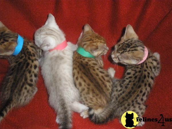 Kittens for Sale in Maryland