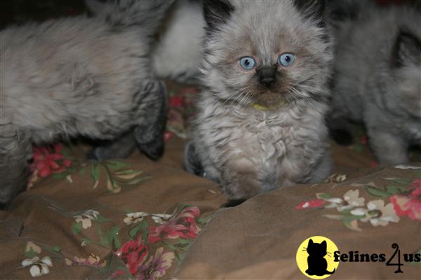 Kittens for Sale in New Hampshire