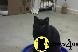 Free Kittens