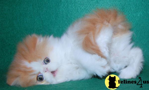 Cat Photo Contest