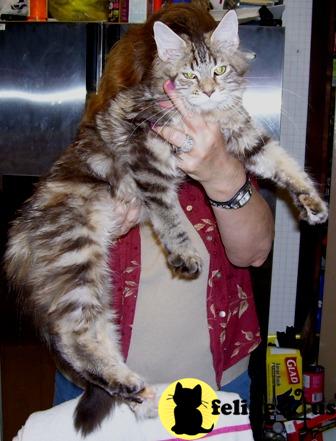 Kittens for Sale in Florida