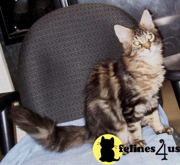 Kittens for Sale in Florida