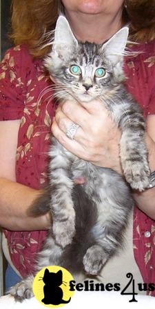 Kittens for Sale in Florida